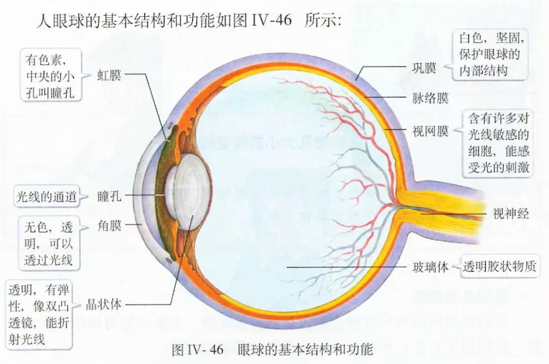 眼球的基本机构和功能