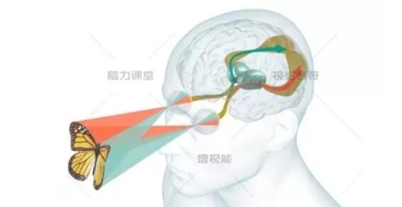 内斜视与外斜视的双眼视觉功能恢复对比！